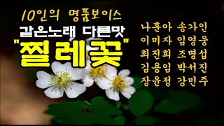 "찔레꽃" 나훈아 임영웅 이미자 송가인 최진희 김용임 장윤정 강민주 박서진 조명섭