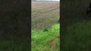 Jagd terrier hunting hare