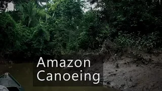 Jungle sounds - dawn in the Amazon rainforest