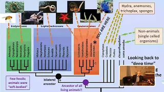 The Evolution of Animals from Invertebrates to Us - WYL#288