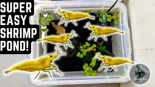 HOW TO SET UP AN EASY AND CHEAP SHRIMP BREEDING POND! (