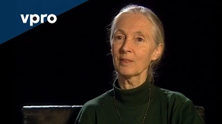 Of Beauty and Consolation Episode 3 Jane Goodall