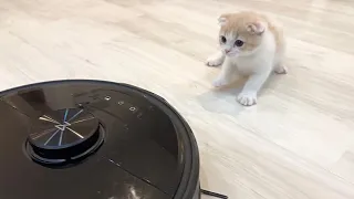 生まれて初めて掃除ロボットに追いかけられた子猫がこうなっちゃいました…