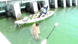 Man Catches Record Breaking 500 Pound Grouper from a Kayak!