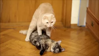 Cats mating. Cat "revives" and mates his girlfriend.