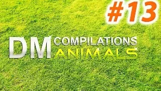 Funny animals compilation 2014 / Смешные животные Подборка 2014 #13