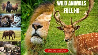 Wild Animals in 8K ULTRA HD HDR - Collection of Colorful Wild Animals II (60 FPS) Sultan Rathore