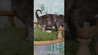 Питомник кошек породы бурмы "MURBURG"