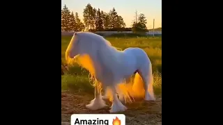 Kuda yang sangat Cantik😍Wow
