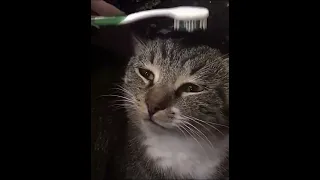 [Cat Video] Cat getting emotional.