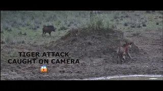 tiger attack 😱😨!! |tiger| attack| tadoba tiger reserve| tadoba national park| wildlife photographer|