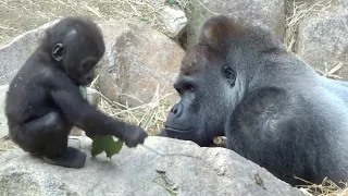 Gorilla⭐️Momotaro is worried about the baby who fell into the pool, but he doesn't try to help.