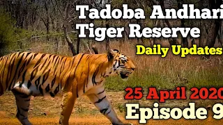 Tadoba Andhari Tiger Reserve|| Daily Updates || 25 April 2020 || Episode 9 || Jungle Safari