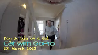 Cat with GoPro walking around the block and pooping