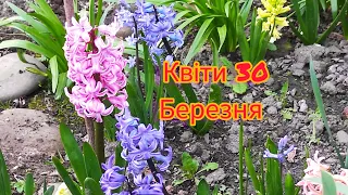 Огляд квітів 30 березня.