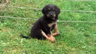 Cute Hovawart Dog Puppies