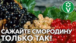 ВСЕ КУСТЫ СМОРОДИНЫ ХОРОШО ПРИЖИВУТСЯ ПРИ ПОСАДКЕ, ЕСЛИ ...