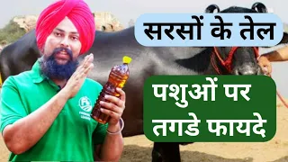 पशु पालन में सरसों के तेल के गजब फायदे |Benifits of Mustard oil in Dairy Farming in india