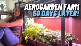 60 DAYS LATER: An Epic Aerogarden Review You Won't Believe!