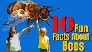 Top 10 Bee Facts For Kids You Need To Know | Why Are Bees Important For Our Survival