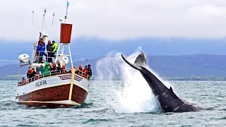 Whale Watching Húsavík Iceland – Walbeobachtung Island