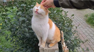 Two very sweet street cats orange and gray.