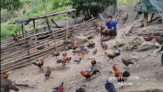 Cooking, taking care of wild chickens, wild boars. Robert | Green forest life (235)