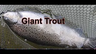 2 Easy Ways to Catch Big Trout Casting