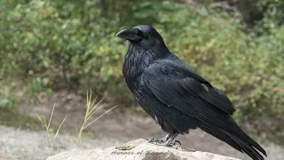 Cri du corbeau - le croassement