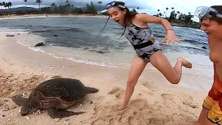 SAND TURTLE SCARE 🐢