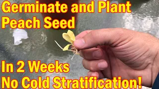 Peach Tree Part 1 Germinate Peach plant in 14 days no cold stratification