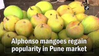 Alphonso mangoes regain popularity in Pune market