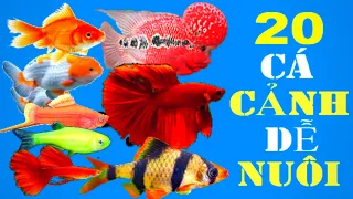 20 loài cá cảnh đẹp dễ nuôi nhất cho người mới chơi cá cảnh #1