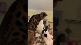 Cat Climbs onto Perturbed Parrot's House || ViralHog