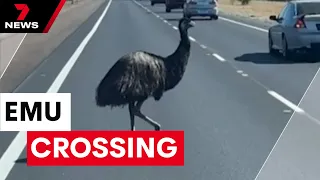 Why did the Emu cross the road? | 7 News Australia