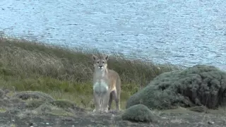 An Encounter with a Female Puma