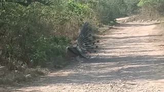 Peacock Dance😂😳🤓