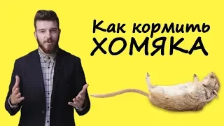 Как подобрать корм для хомяка