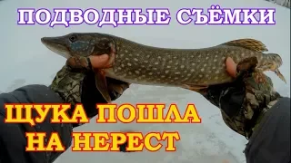 ЩУКА НА ЖЕРЛИЦЫ/ТАКИХ ЩУК Я ЕЩЁ НЕ ЛОВИЛ