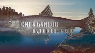 Русская Рыбалка 4 ► Russian Fishing 4 ►о.Ладожское - Сиг