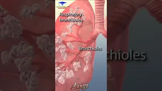 The Animation of Lungs 🫁 and its parts ( Bronchi, Bronchioles, Alveoli) 🩺🩺🩺 #shorts #shortvideo