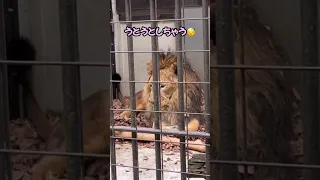 やっぱり眠たい🥱日曜日（2023.5.14）のラージャー君#野毛山動物園#インドライオン #ラージャー