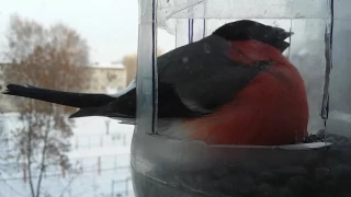 Толстый снегирь (The fat bullfinch).