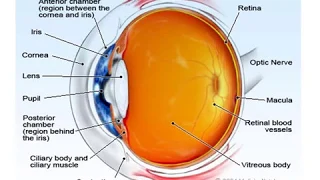 Eye Emergencies I