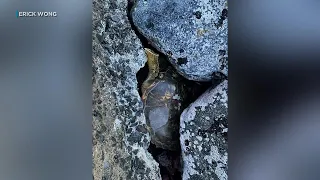 Multiple agencies work to free honu trapped between boulders on Kauai