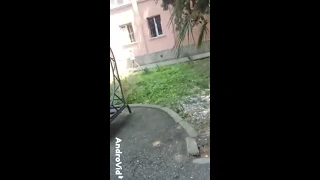 Местные бандиты😂💂(Абхазия)