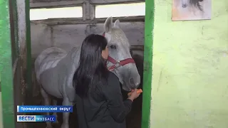 Спасти Комедию: лошадь уникальной породы подарила надежду семье следователя из Кузбасса