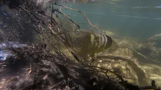 Return to Southern California's Best Creek Trout Fishing