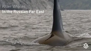 Orcas in the Russian Far East