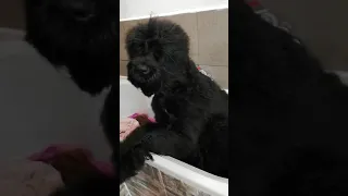 Cucciolo Terrier Nero Russo EDERLEZI